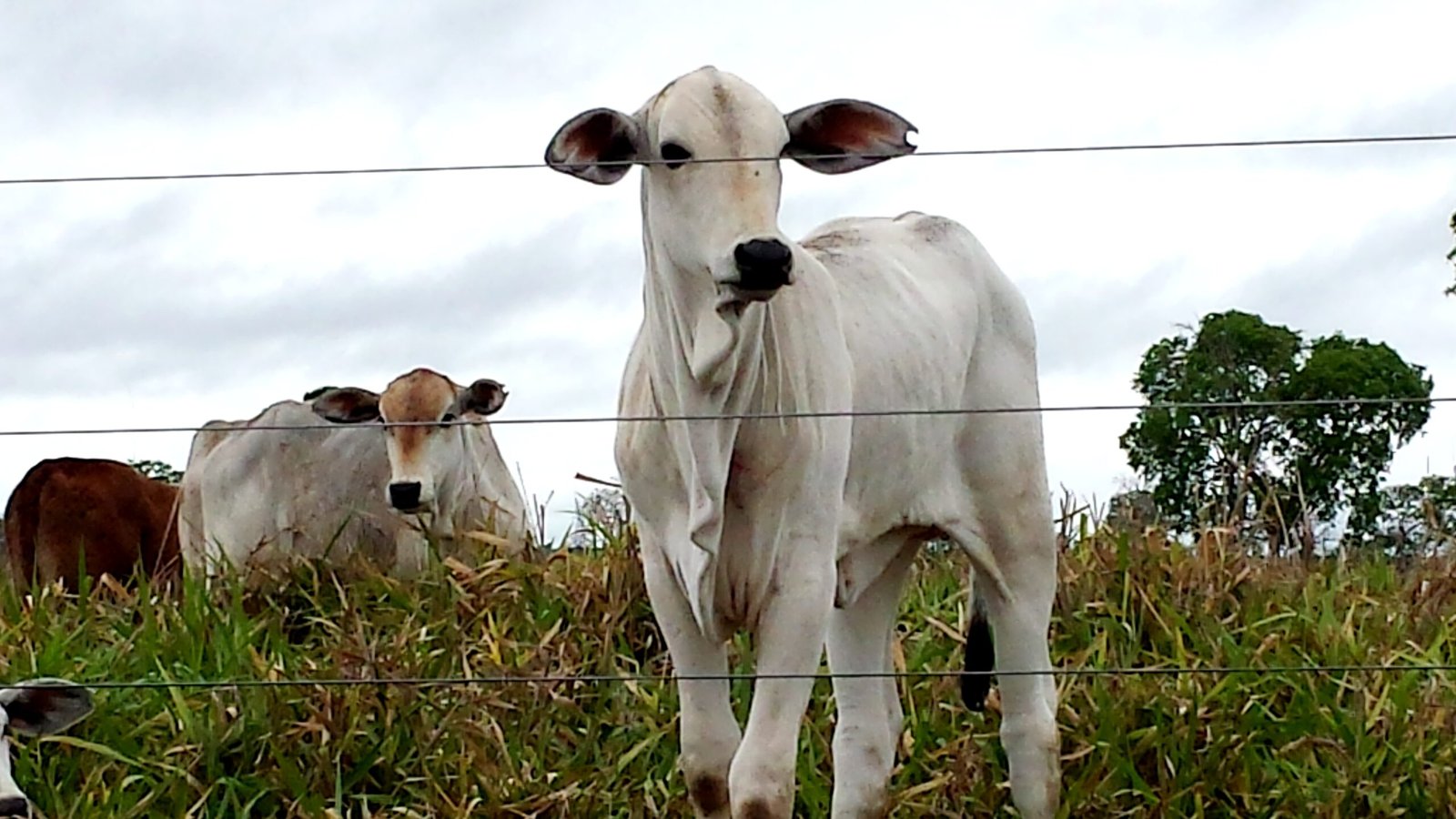 Projeto cria bônus para produtores que abaterem bovinos jovens com padrão superior