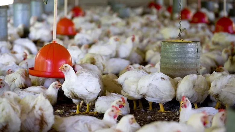 Preço do frango supera carne suína pela primeira vez em mais de 22 anos