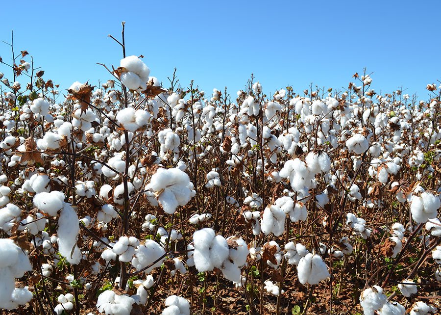 Embrapa lança duas novas cultivares de algodão com resistência a doenças e nematoides