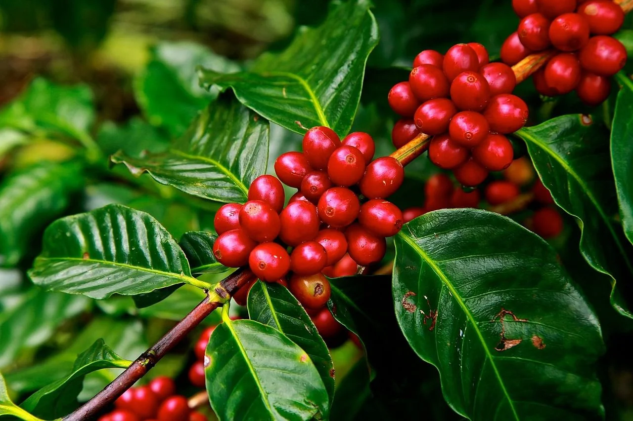 Café arábica recua 1,49% e robusta cai 2,17% no mercado brasileiro