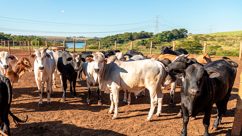 Abiec prevê que cota de carne bovina para a China pode ser preenchida até abril de 2027