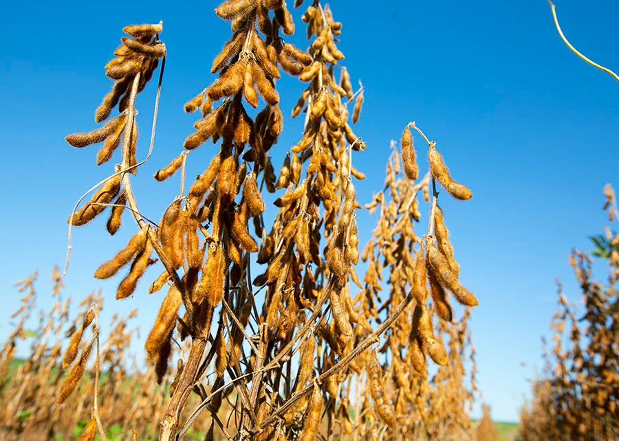 Embrapa identifica tecnologia STS em 15% das cultivares de soja avaliadas
