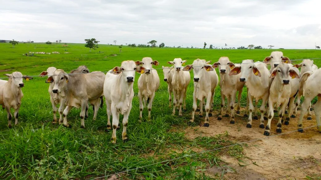 Bezerro encarece reposição e pressiona margem do pecuarista terminador