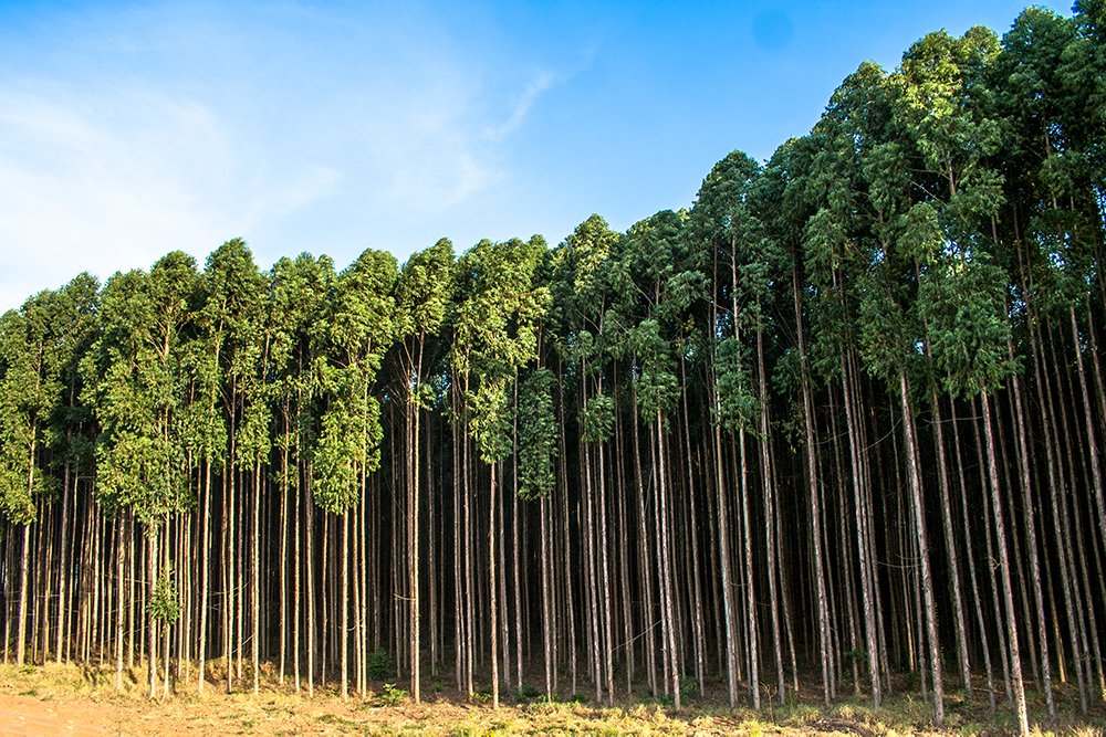 Com demanda por biomassa, plantio de eucalipto atrai investidores em MT