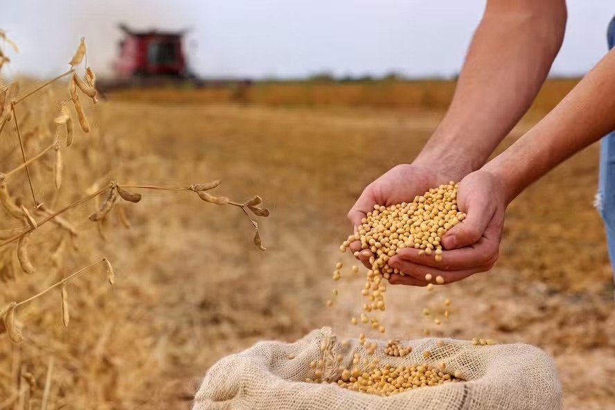 Soja acumula alta de 1,56% em setembro enquanto plantio nacional segue abaixo da média