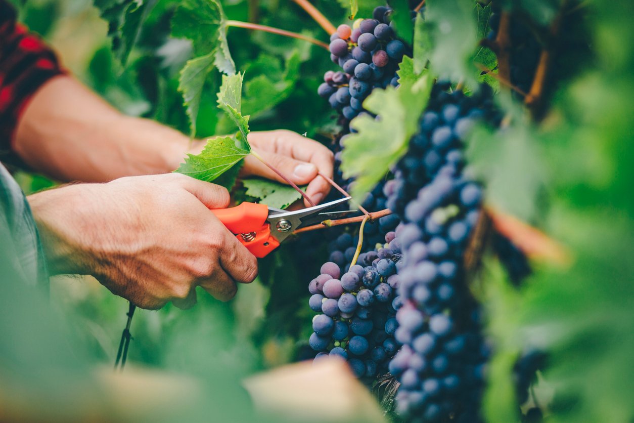 Projeto amplia canais de venda de vinho produzido pela agricultura familiar
