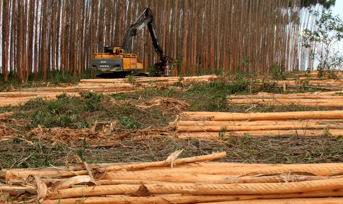 Celulose rende R$ 11 bilhões e assume liderança nas exportações industriais de Mato Grosso do Sul