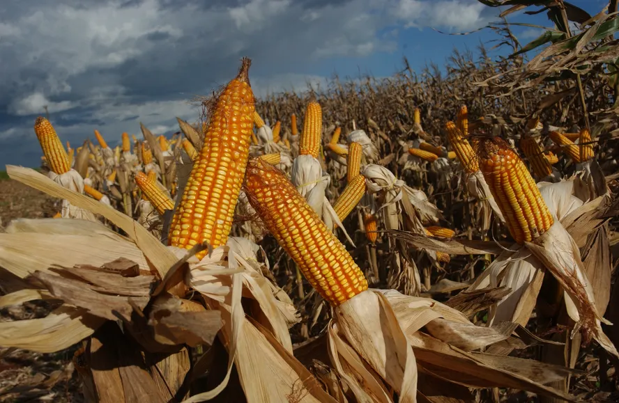 Custo do milho sobe 13,89% em Mato Grosso na safra 2026/27